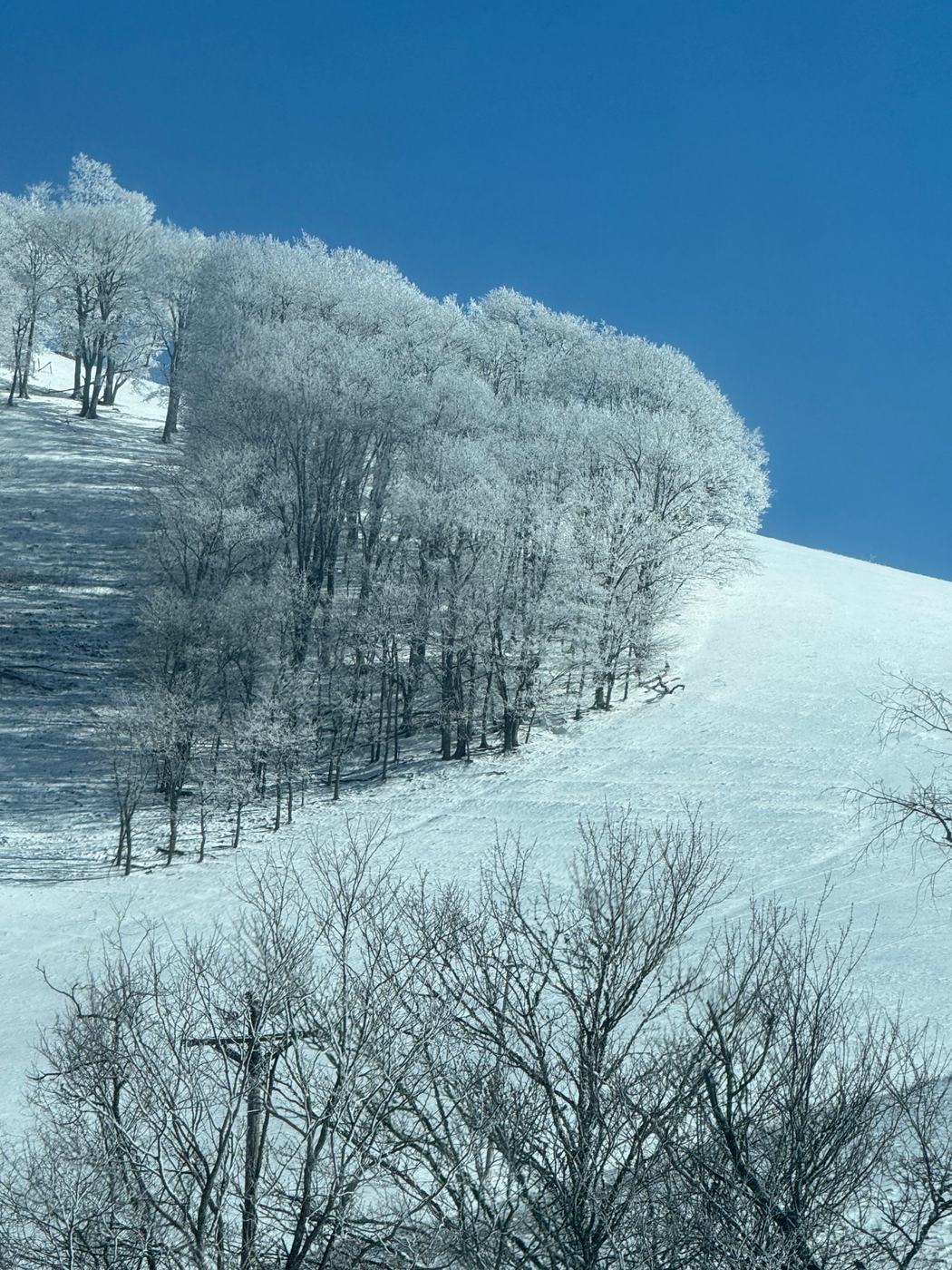 Frost-covered trees on a snowy mountain slope