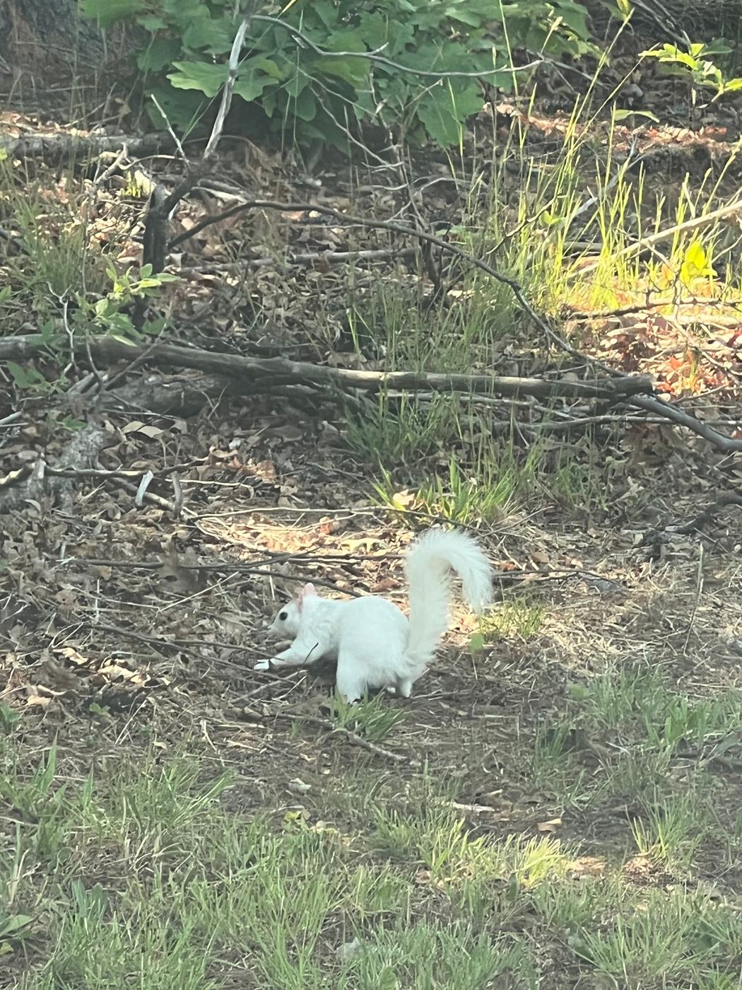 A white squirrel in the woods